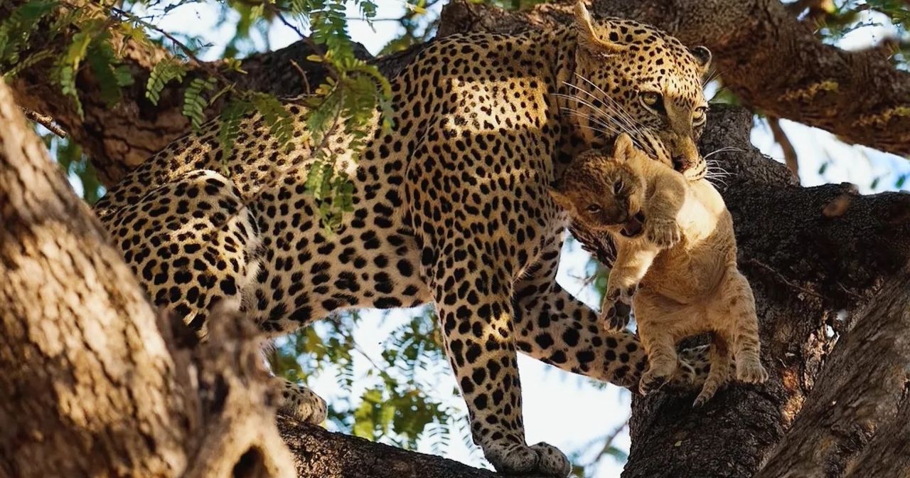 Video Leopard Steals Lion Cub: A Rare Glimpse into Predator Dynamics