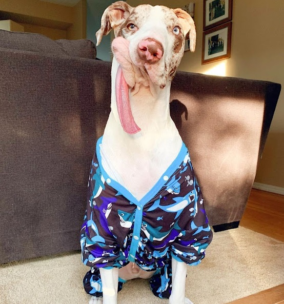 This remarkable dog stands as a testamen...