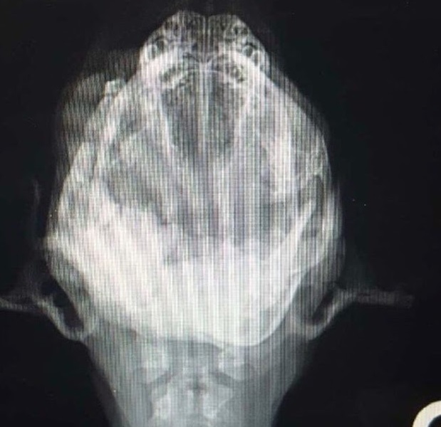 Dr. Sidhu, a compassionate veterinarian ...