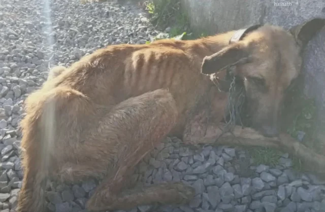 We acted swiftly, securing the puppies a...