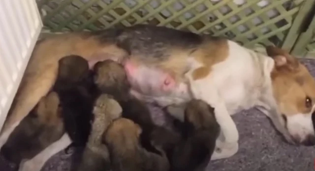 With the mother gone, our focus shifted ...