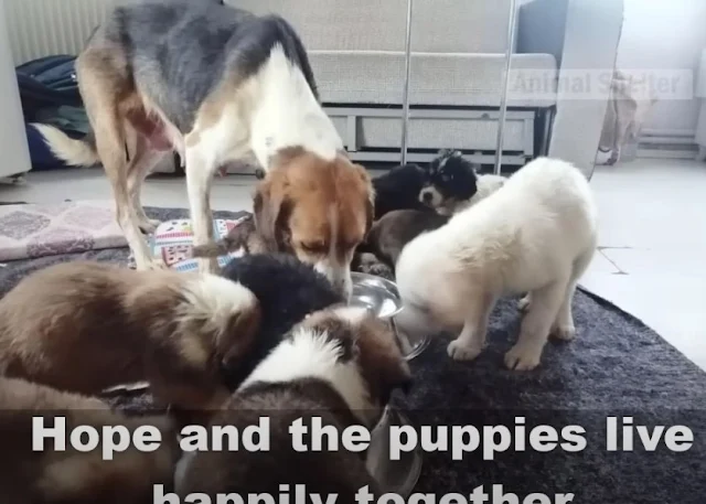 As days turned into weeks, their prospec...